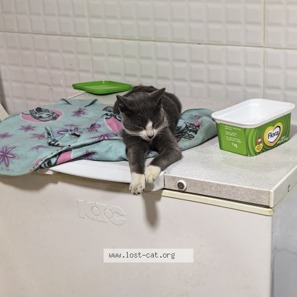 Photo 1/1 Found cat Found in Durban