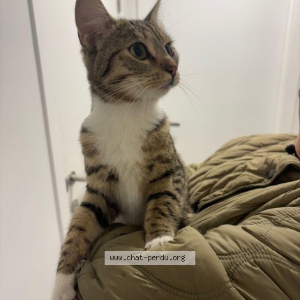 Foto 1/1 Kat gevonden Gevonden in Molenbeek