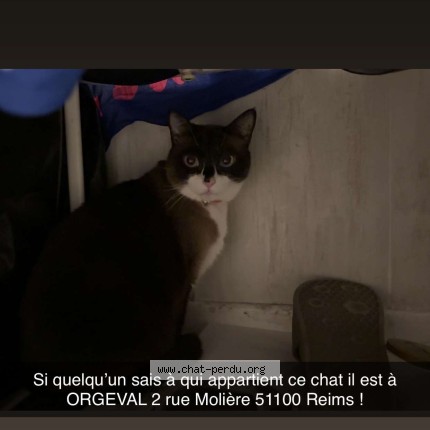 Photo of a cat found in Reims