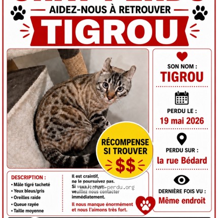 Photo of a cat found in Lachute