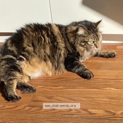 Photo of a cat found in Labouheyre