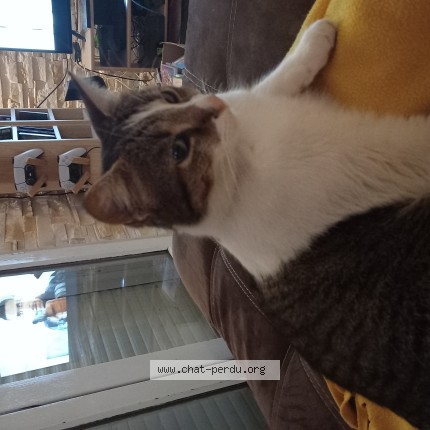 Photo of a cat found in Villenave D Ornon