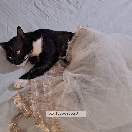 Photo 1/1 kichu Cat lost in Mavelikara