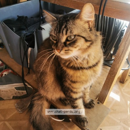 Foto di gatto ritrovato a Saint Junien France