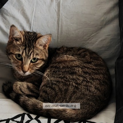 Photo of a cat found in Pezou