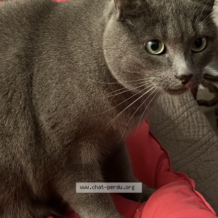 Photo of a cat found in Salbris