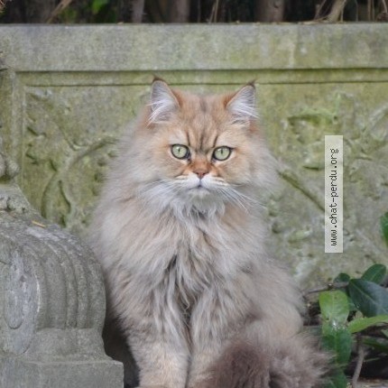 Photo of a cat found in Strasbourg 67000