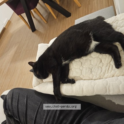Photo of a cat found in Brecey