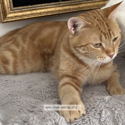 Photo 1/1 bébé chat Cat lost in Quebec