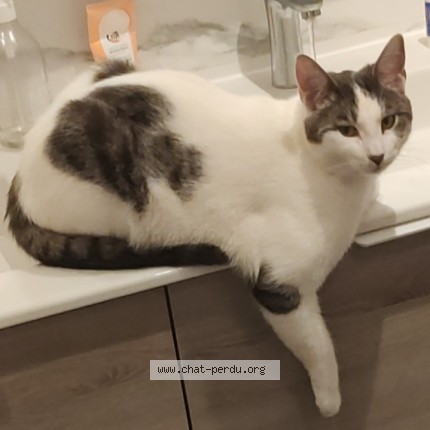 Photo of a cat found in Mouvaux