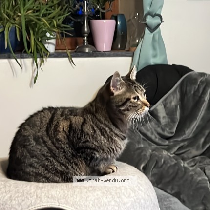 Photo of a cat found in Torteron