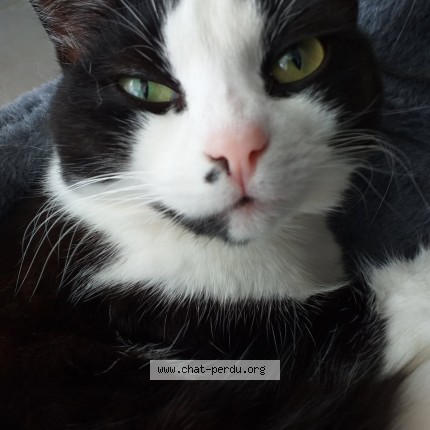 Photo of a cat found in Ferel
