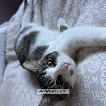 Photo of a cat found in Phalempin