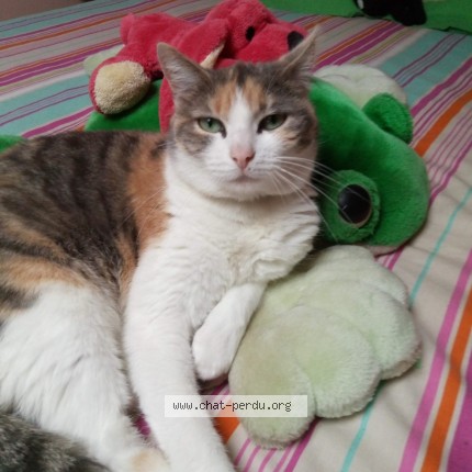 Photo of a cat found in Chateauponsac