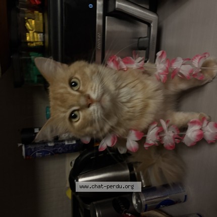 Foto 1/1 Shito Kat vermist in Lodelinsart
