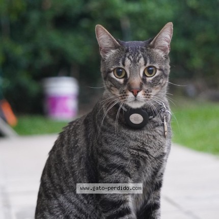 Photo of a cat found in Montevideo