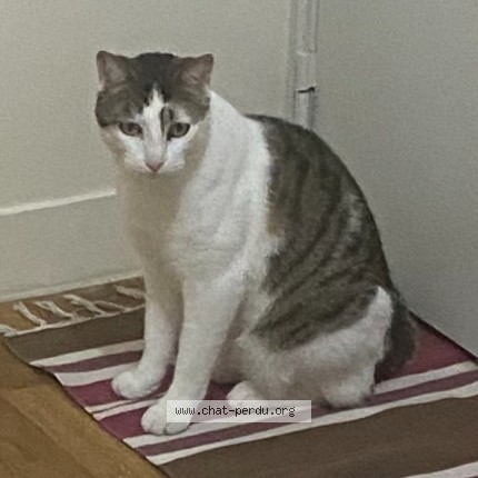 Photo of a cat found in Colombes