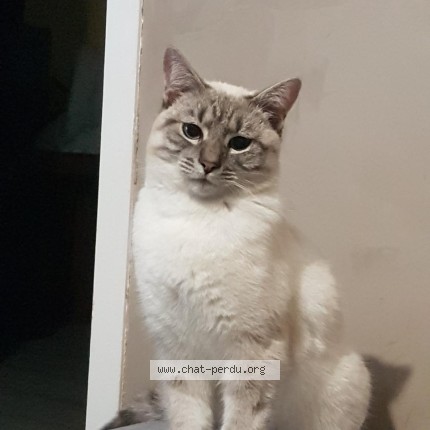 Photo of a cat found in Varilhes