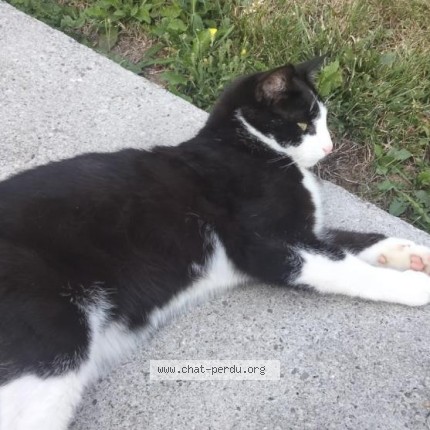 Photo of a cat found in Anthy Sur Leman