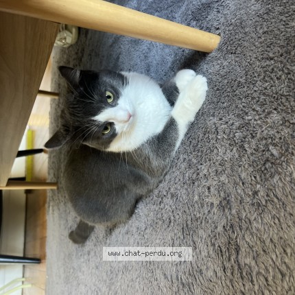 Photo of a cat found in Paris