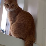 kiki