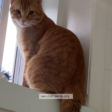 Photo 1/1 kiki Cat lost in Laval