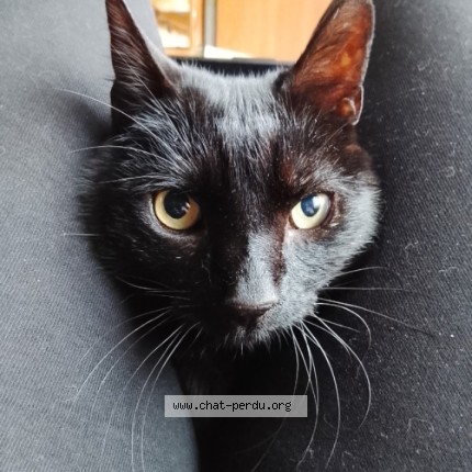 Photo of a cat found in Blesignac
