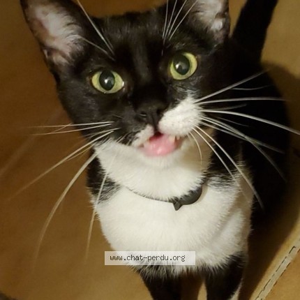 Photo of a cat found in Gennevilliers