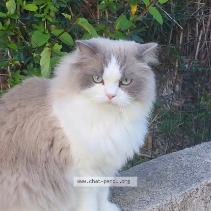 Photo of a cat found in Montpellier
