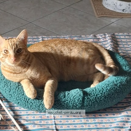 Photo of a cat found in Laifour