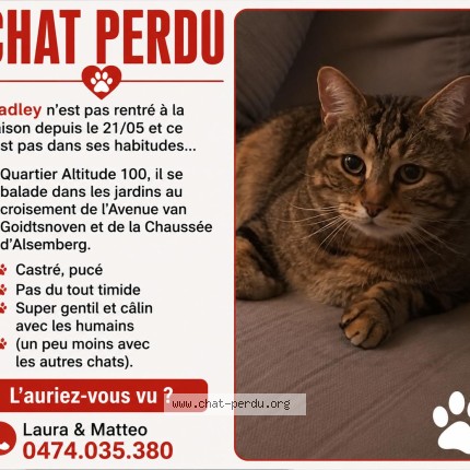 Foto van vermiste kat in Uccle