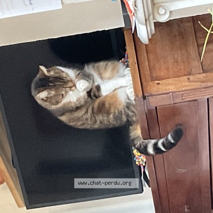 Photo of a cat found in Lignieres