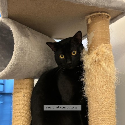 Photo of a cat found in Grenoble
