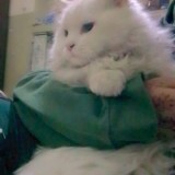 simba