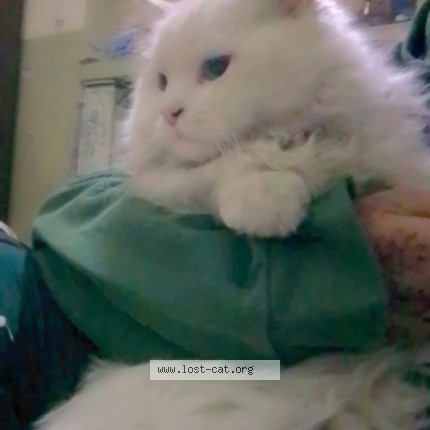 Photo 1/1 simba Cat lost in Lahore