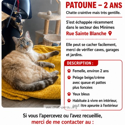 Photo of a cat found in Toulouse