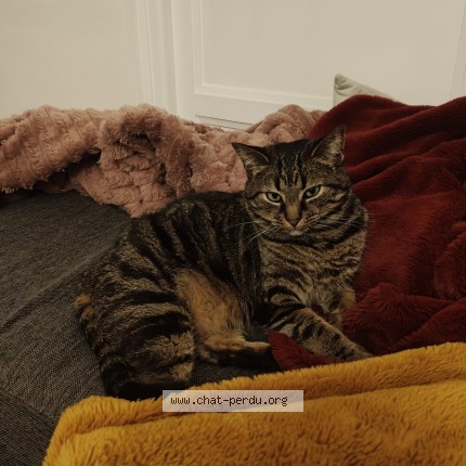 Photo of a cat found in Alencon
