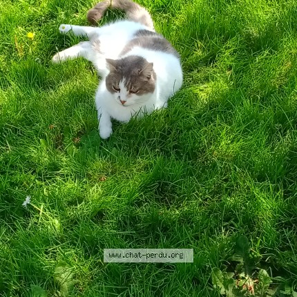 Photo of a cat found in Neuvy Sur Barangeon