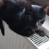 Kitka
