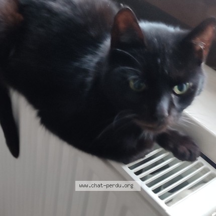 Photo of a cat found in Anderlecht