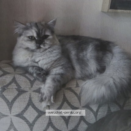 Photo of a cat found in Saint Nauphary
