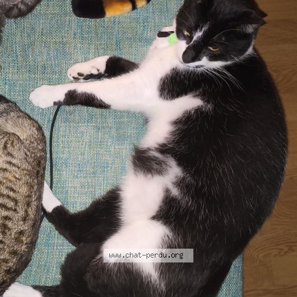 Photo of a cat found in Notre Dame De Riez