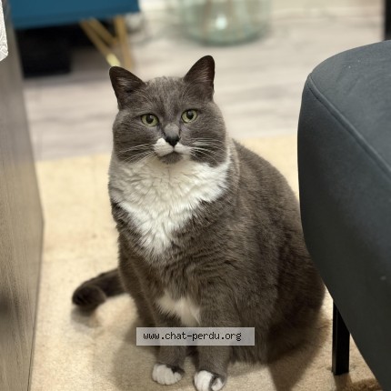 Photo of a cat found in Montmorency