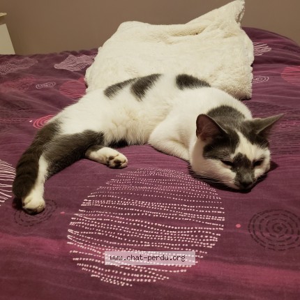 Photo of a cat found in Clamart