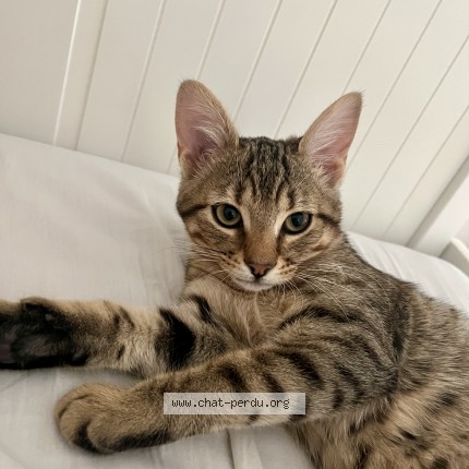 Photo of a cat found in Malakoff