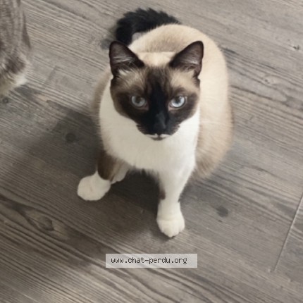 Photo of a cat found in Maxeville