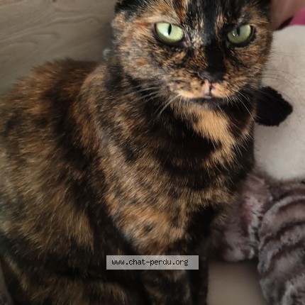 Foto einer verlorenen Katze in Renens