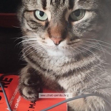 Photo of a cat found in Strasbourg