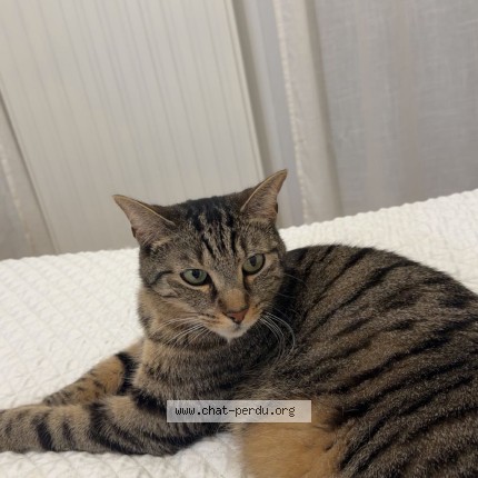 Photo of a cat found in Drancy