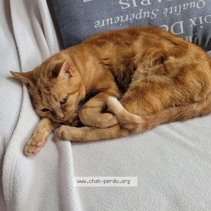 Photo of a cat found in Arnage